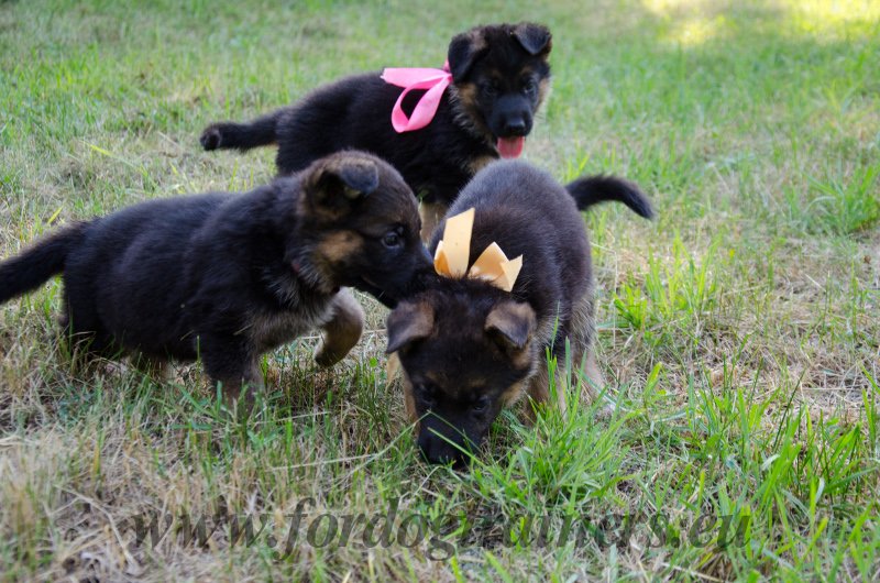 German Shepherd Puppies Playing