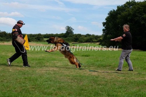 Dog Training with Protective Sleeve