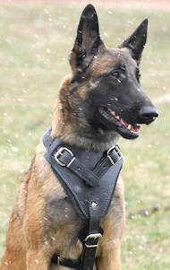 Attack Leather Harness for Malinois