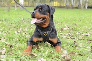 Rottweiler Luxury Handcrafted Padded Leather Harness H10