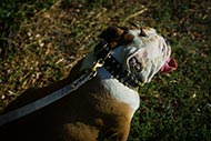 Leather Collar for English Bulldog with Two Rows of Spikes