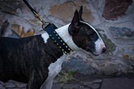 Spiked Dog Collar for Bull Terrier