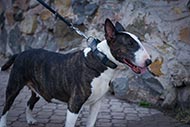 Bull Terrier Leather Collar with Plates