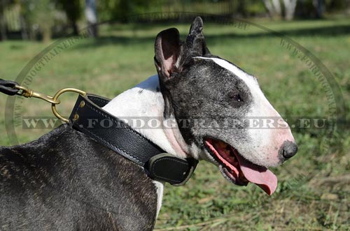 Thick Wide Leather Dog Collar for Training