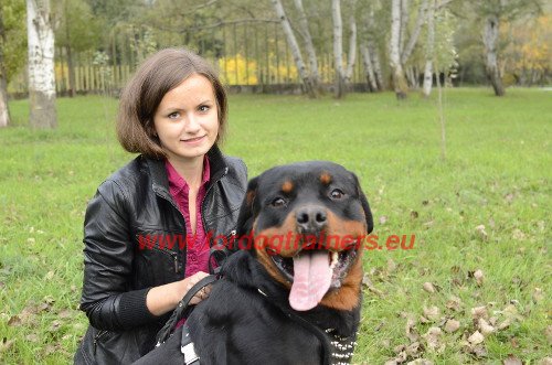 Bon Rottweiler avec son proprietaire