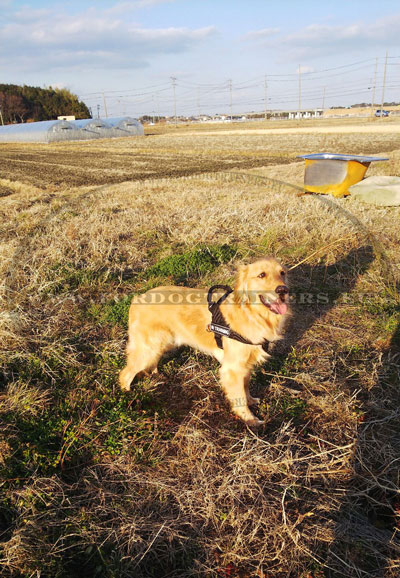 Harnais de sport pour chien golden reriever