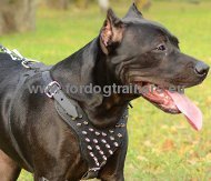 Pitbull leather harness decorated with
spikes
