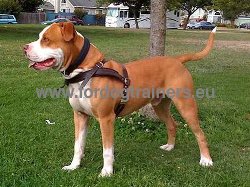 Leather harness perfectly adjusted for young Pitbull