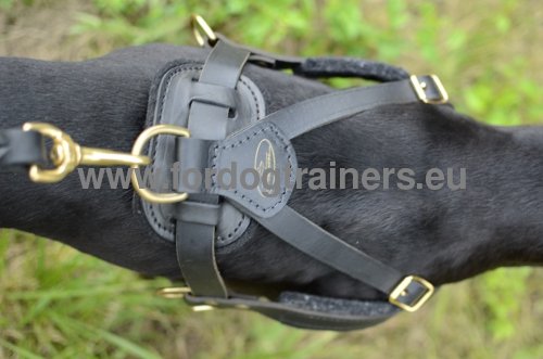 Harness for walking and tracking with Pitbull