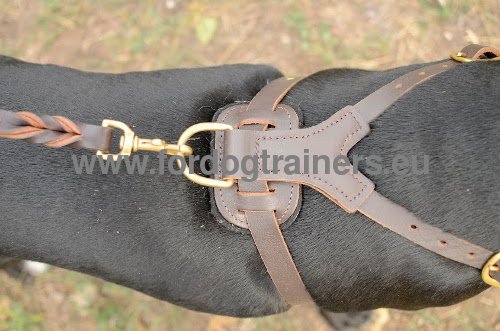 Leather harness with brass studs and fittings for Pitbull
