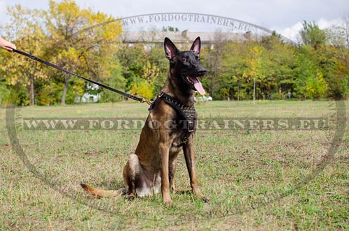 Malinois Harness with Brass Spikes