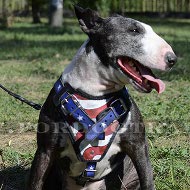 Designer Leather Dog Harness for Bull Terrier