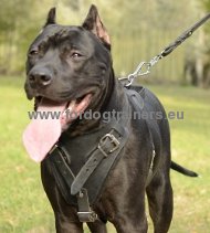 Agitation and protection work leather harness
for Pitbull
