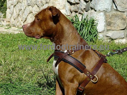 Strong resistant dog harness for Pitbull