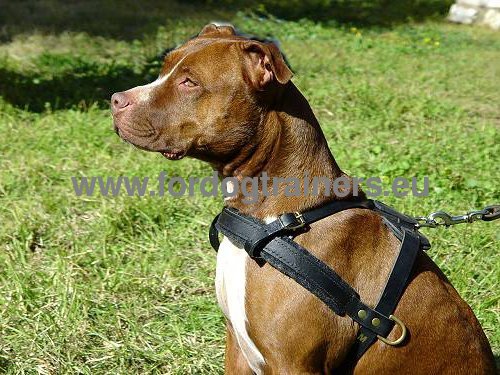 Leather harness for Pitbull quality and resistance