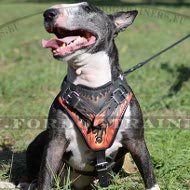 Painted Dog Harness for Bull Terrier