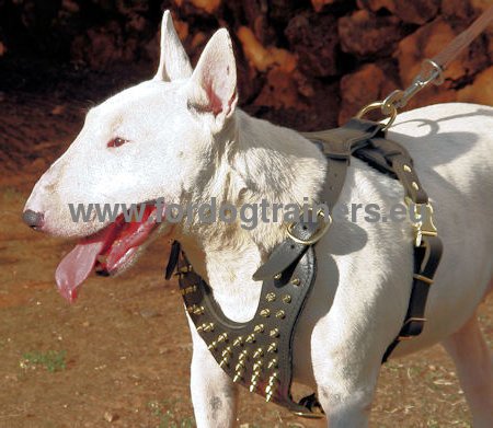 Harnais en cuir pour Bull Terrier Qualit Irrprochable