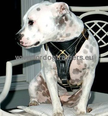 Handcrafted Leather Harness for Amstaff