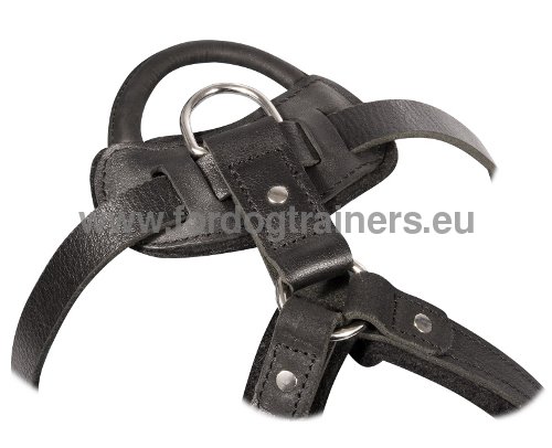 Leather Harness for Dog Training Amstaff