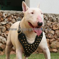 Studded Dog Leather Harness for Bull Terrier and similar breeds