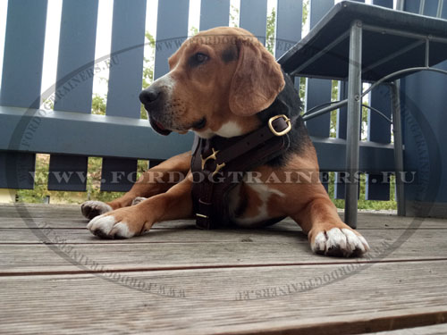 Beagle con pettorina in cuoio di alta qualit