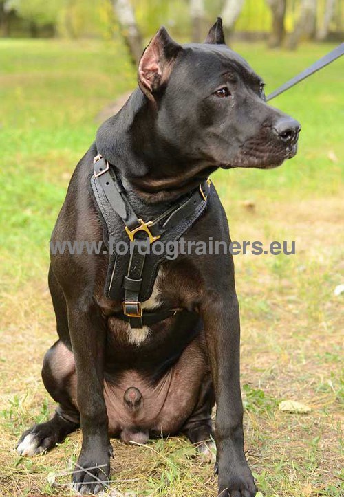 Harness with wide straps and solid furniture for pitbull