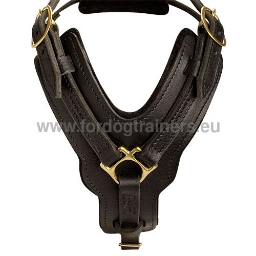 Canine education harness for pitbull
