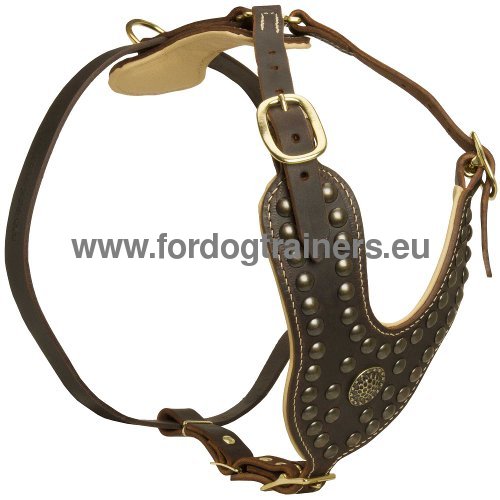 Luxurious padded harness with studs
for Amstaff