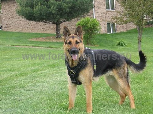 Leather Harness for Agitation Work and Education of
German Shepherd