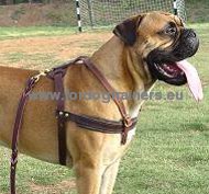Bullmastiff Tracking, Pulling, Walking Leather Dog Harness
