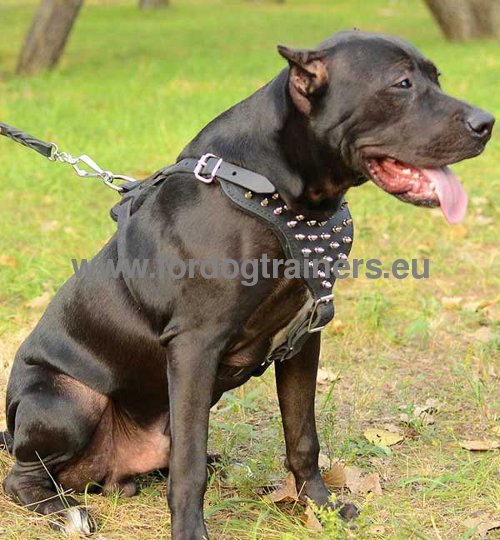 Dog harness of genuine leather for Pitbull
