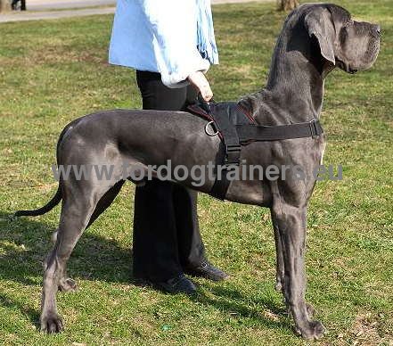 Great Dane best nylon dog harness