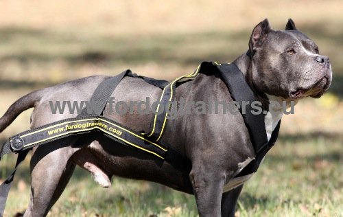 Dog
Harness for Sports and Training