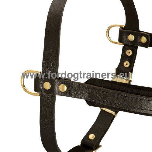Leather dog harness for walks, pulling and sprts for
Pitbull