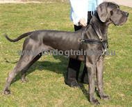 Pulling and tracking nylon dog harness for Great Dane