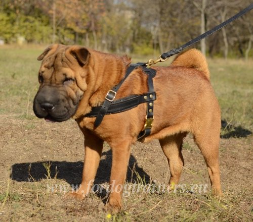 Dog Leather Harness for Shar-pei