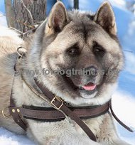 Husky Tracking, Pulling, Walking Leather Dog Harness ✻