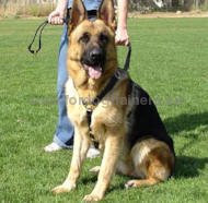 Lightweight durable dog harness for GSD