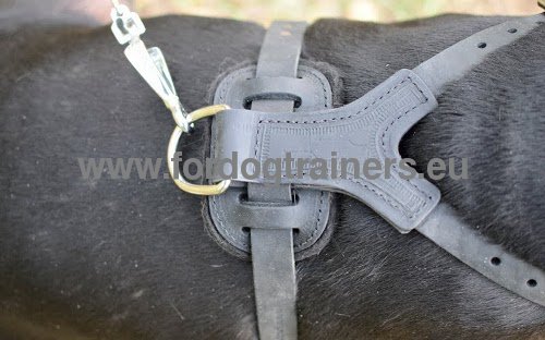 Leather harness for Pitbull - walks and training
sessions