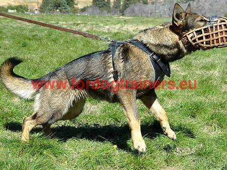 Agitation harness for GSD - the dog in attack work 