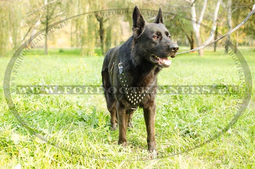 Hand made leather harness for german Shepherd