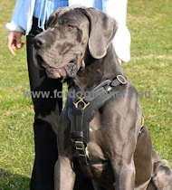 Exclusive Handcrafted Padded Leather Harness for Great Dane