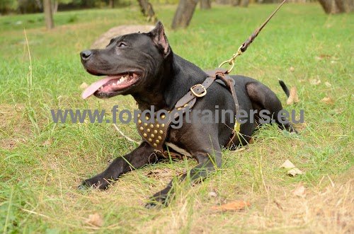 Elegant harness with studs for Pitbull