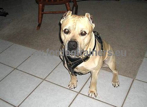 Leather Pitbull Harness for Training and Sports
