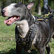 Studded Leather Dog Harness for Bull Terrier