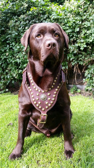 Leather
Studded Harness for Labrador