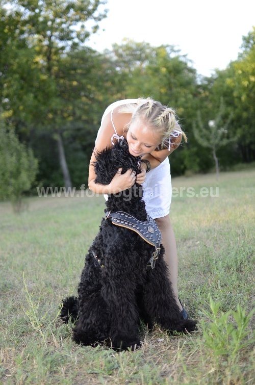 Harnais en cuir pour chien