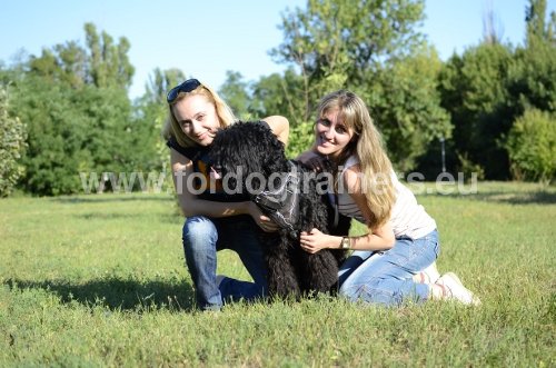 Harnais en cuir pour chien de toutes les races