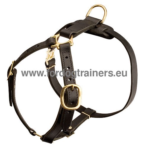 Lightweight leather harness for strong Bullmastiff