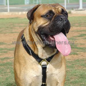 Adjusted leather harness for Bullmastiff